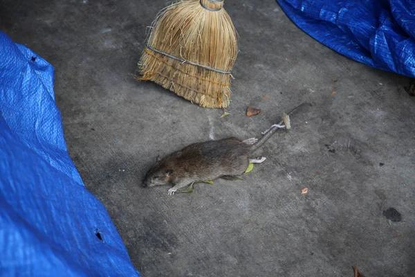 How Sewer Rats Contaminate Food and Water Sources